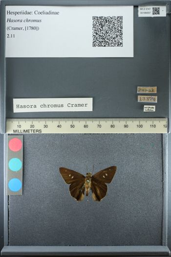 Media type: image;   Entomology 186697